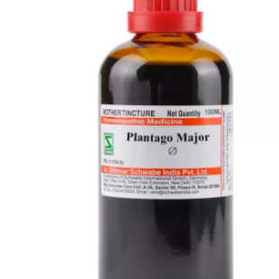 PLANTAGO MAJOR Q 100MLWSI